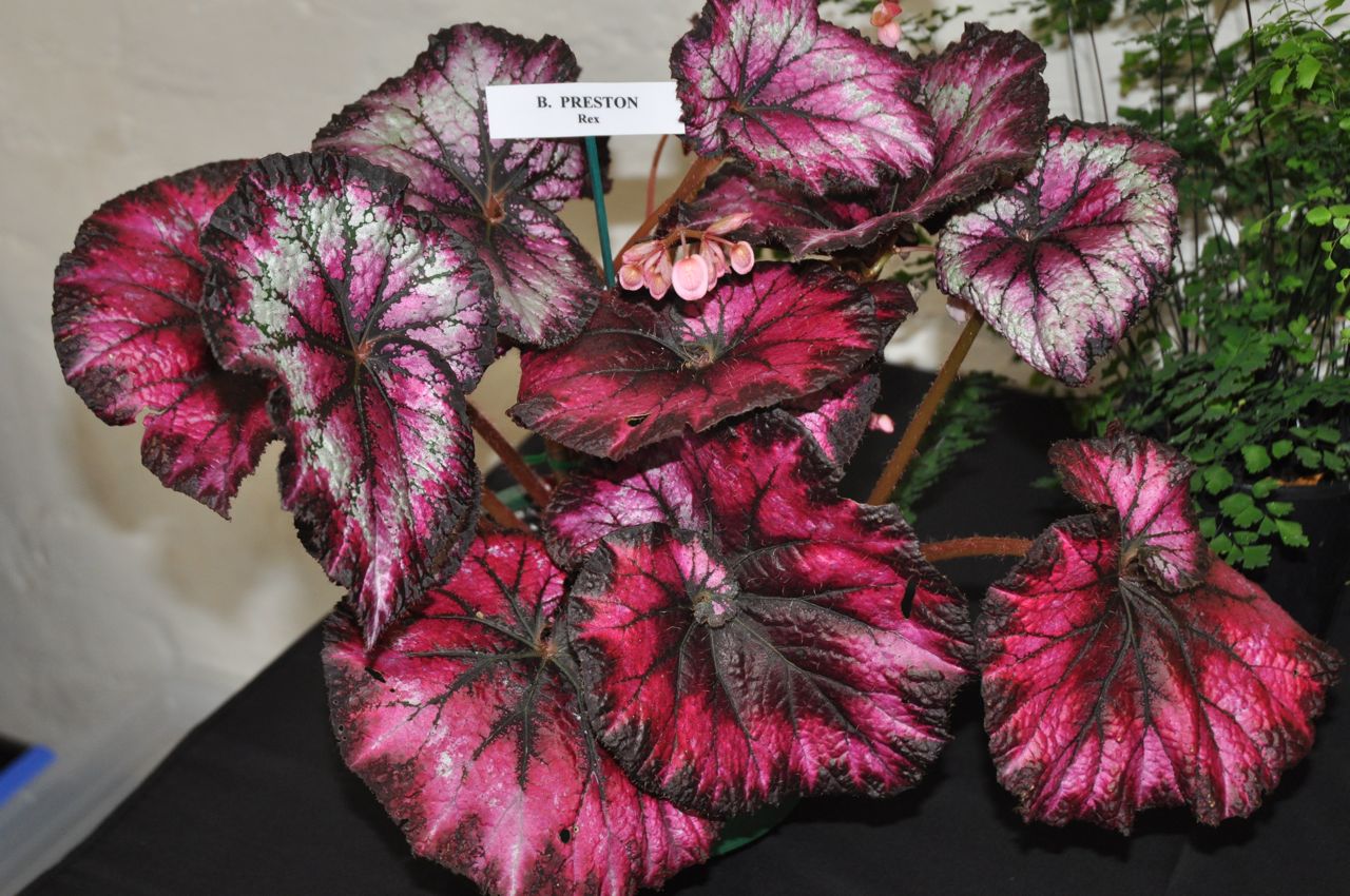 B. ‘Preston’